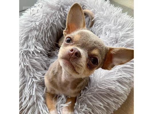 εγγεγραμμένα κουτάβια chihuahua